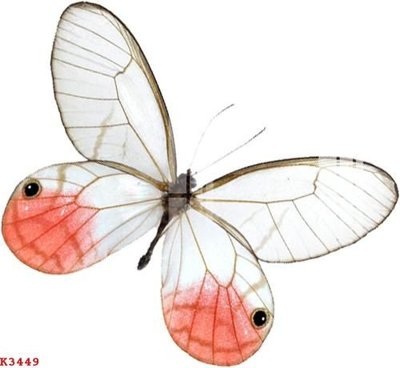 File tranh File gốc in tranh tổng hợp K3449 (gốc) in backlit film