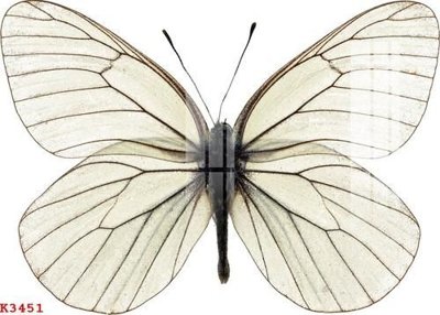 File in trần File gốc in tranh tổng hợp K3451 (file gốc) phong thủy