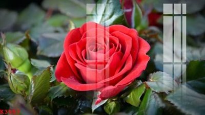 File tranh File gốc in tranh tổng hợp K3557 (ảnh gốc) in trần 3D