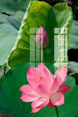 File tranh File gốc in tranh tổng hợp K3718 (gốc) in film