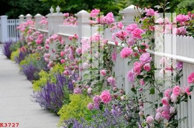 File ảnh File gốc in tranh tổng hợp K3727 (gốc) in decal dán tường