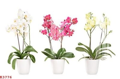 File in trần File gốc in tranh tổng hợp K3776 (bản gốc) đại dương