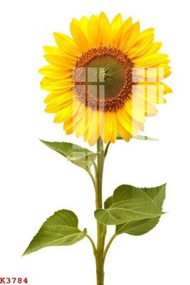 File tranh File gốc in tranh tổng hợp K3784 (ảnh gốc) in trần nhà