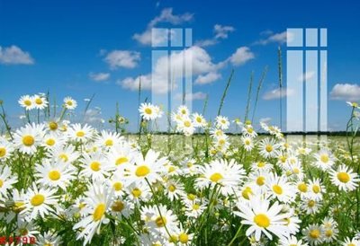 File tranh File gốc in tranh tổng hợp K3790 (gốc) chủ đề thiên nhiên