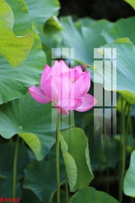 Chi tiết file tranh tráng gương File gốc in tranh tổng hợp K3942 (ảnh gốc)