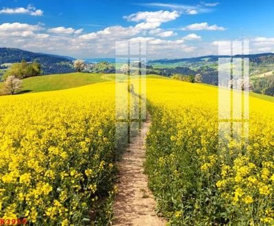 File in trần File gốc in tranh tổng hợp K3955 (bản gốc) trời sao