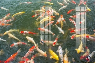 File tranh in mica File gốc in tranh tổng hợp K3968 (độ phân giải cao)