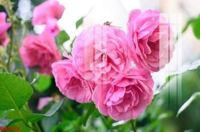 File tranh File gốc in tranh tổng hợp K4034 (bản gốc) treo phòng ăn