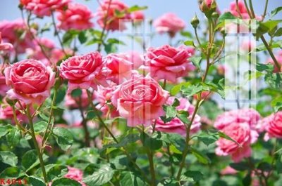 File tranh File gốc in tranh tổng hợp K4041 (bản gốc) treo quán cafe