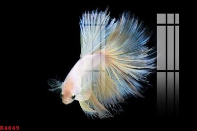 Tải file File gốc in tranh tổng hợp K4049 (ảnh gốc) 300dpi File gốc in tranh tổng hợp K4049