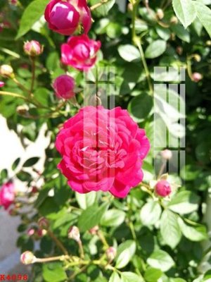 File PSD File gốc in tranh tổng hợp K4098 (bản gốc) đã tách nền