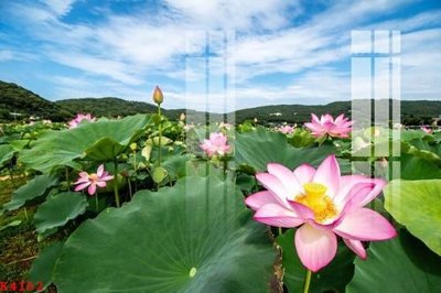 Tải về file tranh gốc File gốc in tranh tổng hợp K4152 (để in quảng cáo)