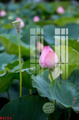 File gốc File gốc in tranh tổng hợp K4153 (ảnh chi tiết) để in ấn