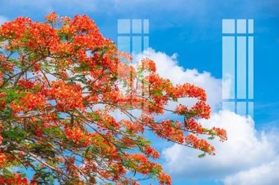 File gốc File gốc in tranh tổng hợp K4180 (PNG) nền trong suốt