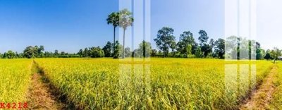 File in ấn File gốc in tranh tổng hợp K4218 (bản gốc) cao cấp