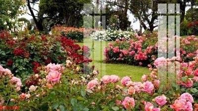 File tranh File gốc in tranh tổng hợp K4306 (gốc) in film