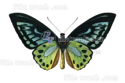 File tranh gốc in trần nhà File gốc in tranh tổng hợp tường nền K43229 3D