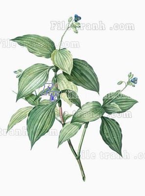 File in ấn File gốc in tranh tổng hợp tường nền K43237 (bản gốc) chất lượng cao