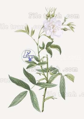 Download file gốc File gốc in tranh tổng hợp tường nền K43243 (in lụa) cao cấp