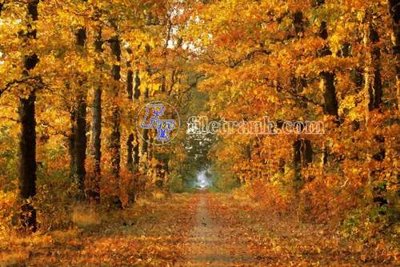 File in ấn File gốc in tranh tổng hợp tường nền K44468 (bản gốc) từ file gốc