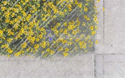 File in trần File gốc in tranh tổng hợp tường nền K44776 (bản gốc) mây trời