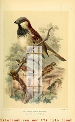 File tranh File gốc in tranh tổng hợp K49878 (ảnh gốc) độ nét vượt trội