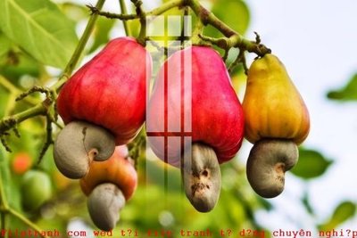 File tranh File gốc in tranh tổng hợp K50157 (bản gốc) treo phòng ăn