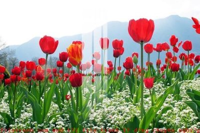 File in trần File gốc in tranh tổng hợp K51835 (file gốc) xuyên sáng