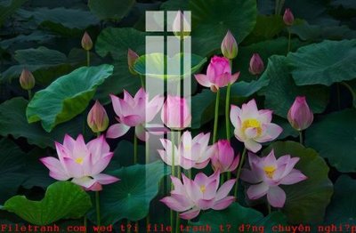 File tranh gốc in trần nhà File gốc in tranh tổng hợp K52113 3D