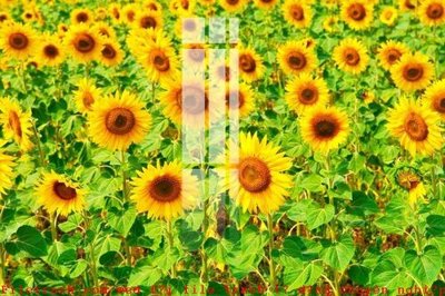 File in trần File gốc in tranh tổng hợp K52316 (bản gốc) trời sao