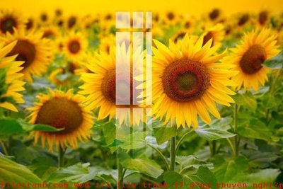 File ảnh File gốc in tranh tổng hợp K52319 (gốc) in Hiflex