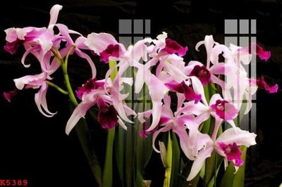 File gốc File gốc in tranh tổng hợp K5389 (ảnh chi tiết) để in ấn