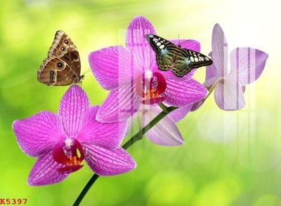 File tranh trang trí File gốc in tranh tổng hợp K5397 (tải file gốc)