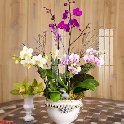 Hình ảnh file gốc in lụa File gốc in tranh tổng hợp K5526