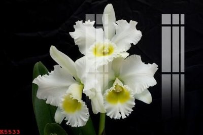 Tải về file gốc File gốc in tranh tổng hợp K5533 (dùng cho in quảng cáo)