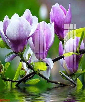 File tranh File gốc in tranh tổng hợp K5581 (gốc) in vải canvas