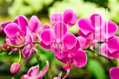 File gốc File gốc in tranh tổng hợp K5587 (vector) cho in ấn