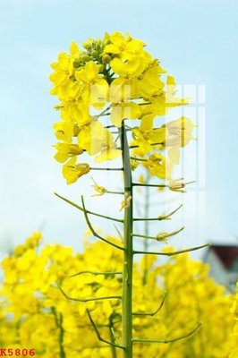 File in trần File gốc in tranh tổng hợp K5806 (file gốc) phong thủy