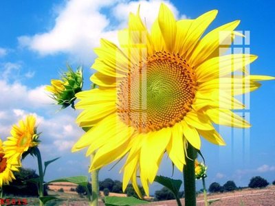 File tranh quảng cáo File gốc in tranh tổng hợp K5815 (download file gốc)