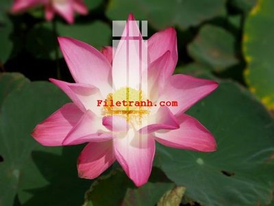 Chi tiết file gốc File gốc in tranh nền tường tổng hợp K59036 (cho in tráng gương)