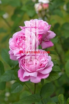 File in lụa File gốc in tranh nền tường tổng hợp K59041 (tân cổ điển) File gốc in tranh nền tường tổng hợp K59041