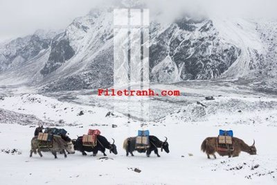 File tranh File gốc in tranh nền tường tổng hợp K59066 (bản gốc) treo quán cafe