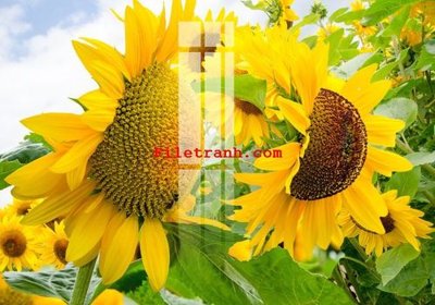 File gốc File gốc in tranh nền tường tổng hợp K59100 (dành cho quảng cáo)