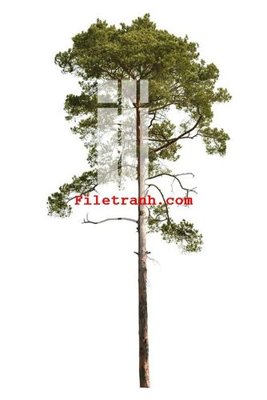 File gốc File gốc in tranh nền tường tổng hợp K59200 (dành cho quảng cáo)