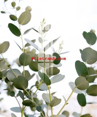 File tranh File gốc in tranh nền tường tổng hợp K59377 (gốc) phong cách tối giản