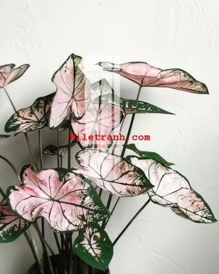 File in mica File gốc in tranh nền tường tổng hợp K59379 (bản gốc) siêu trong