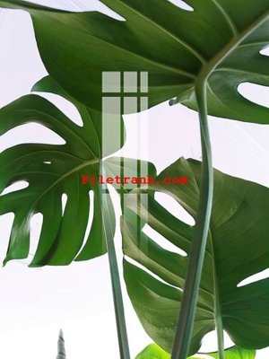 File gốc File gốc in tranh nền tường tổng hợp K59380 (thiết kế) cho in ấn