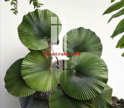 Tệp tin gốc File gốc in tranh nền tường tổng hợp K59385 (dùng cho in ấn) chuyên nghiệp