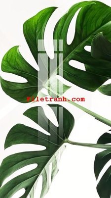 Tải file gốc File gốc in tranh nền tường tổng hợp K59407 (để in lụa)