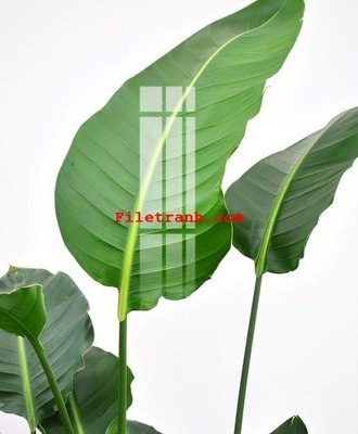 Hình ảnh file gốc in lụa File gốc in tranh nền tường tổng hợp K59415